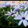 italian flowers