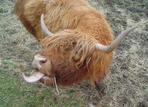 Highland Cattle