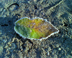 Frosted Leaf