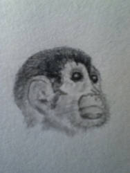 Monkeyface