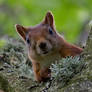 Squirrel portrait