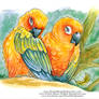 Sun Parakeets