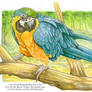 Colorful Macaw