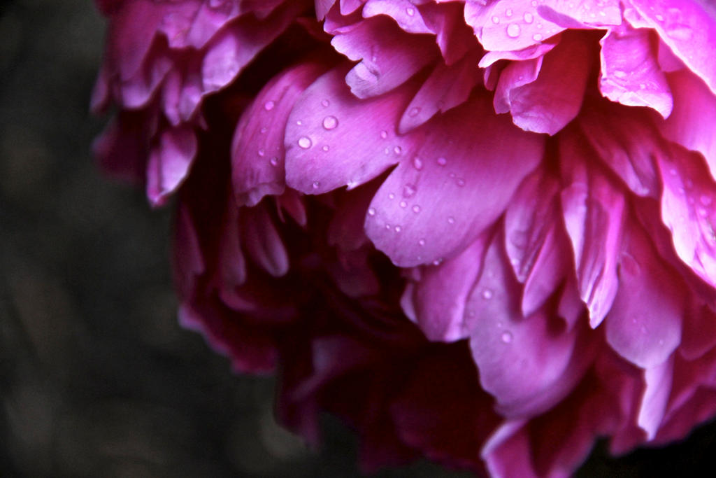 Midnight Dew by AdventuresWithSmithy on DeviantArt Midnight Dew by AdventuresWithSmithy on DeviantArt