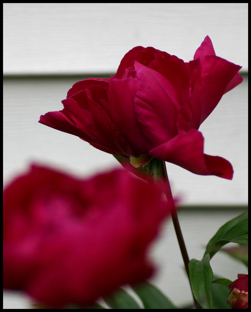 Another Flower