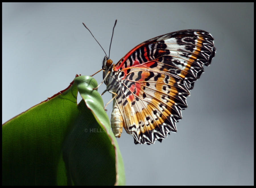 Butterfly 1 by hellsbella on DeviantArt