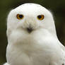 Snowy Owl 2