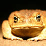 Crouching Frog, No Dragon