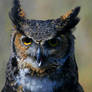 Great Horned owl