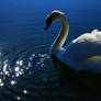 Swan II