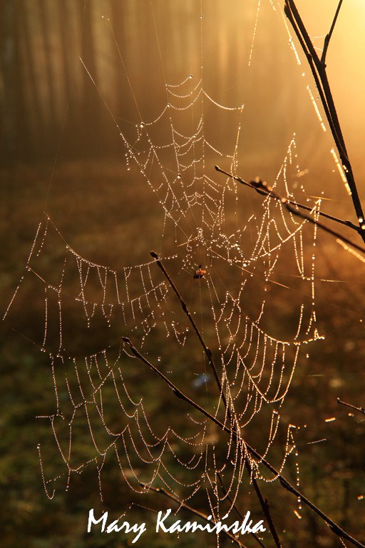 Shining Spiderweb