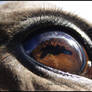 Horse's eye