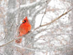 winter red bird by Tommy8250