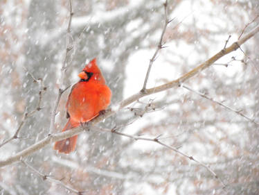 winter red bird