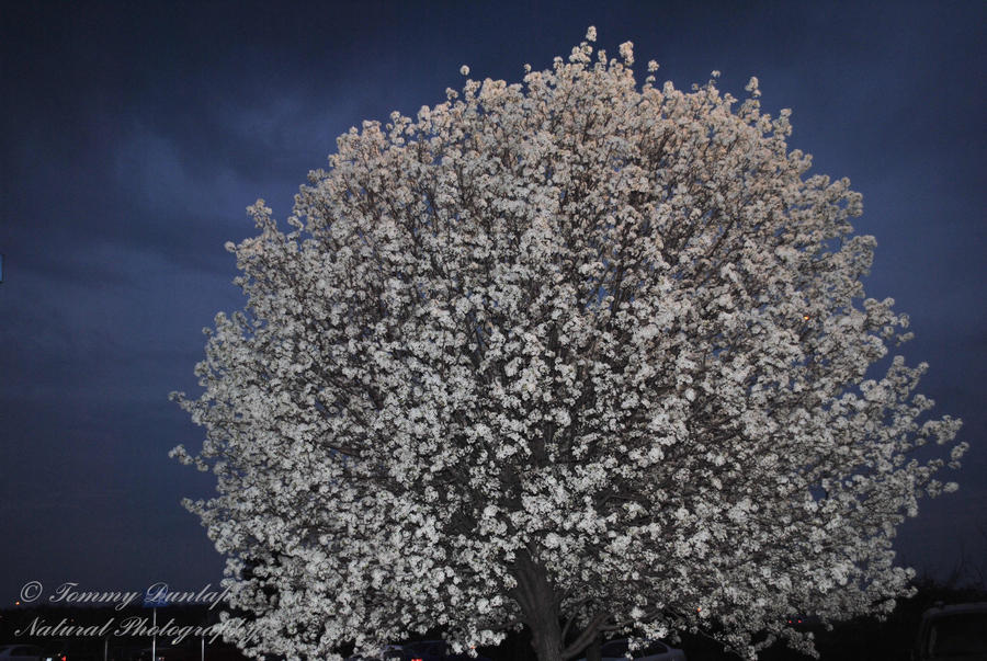 spring storm