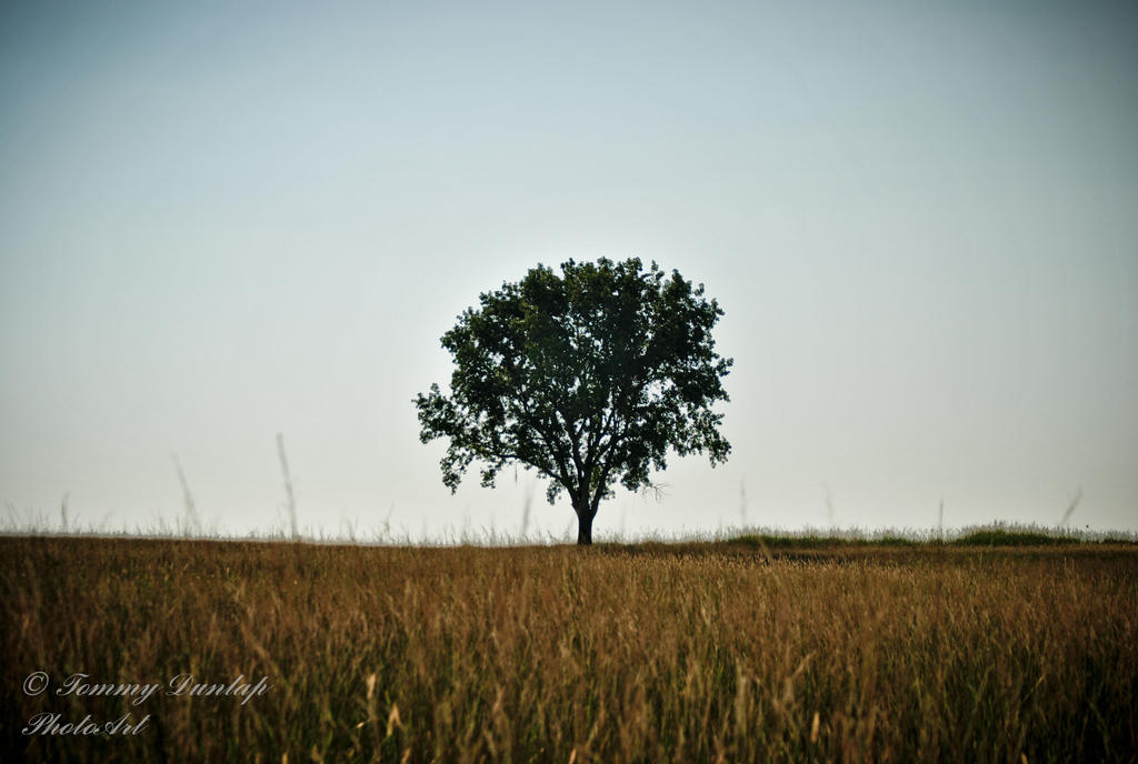 tree in field