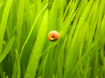Tiny Aquatic Snail by Xantilin