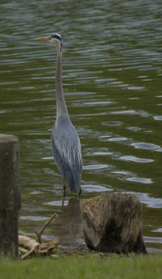 Stalking the Crane