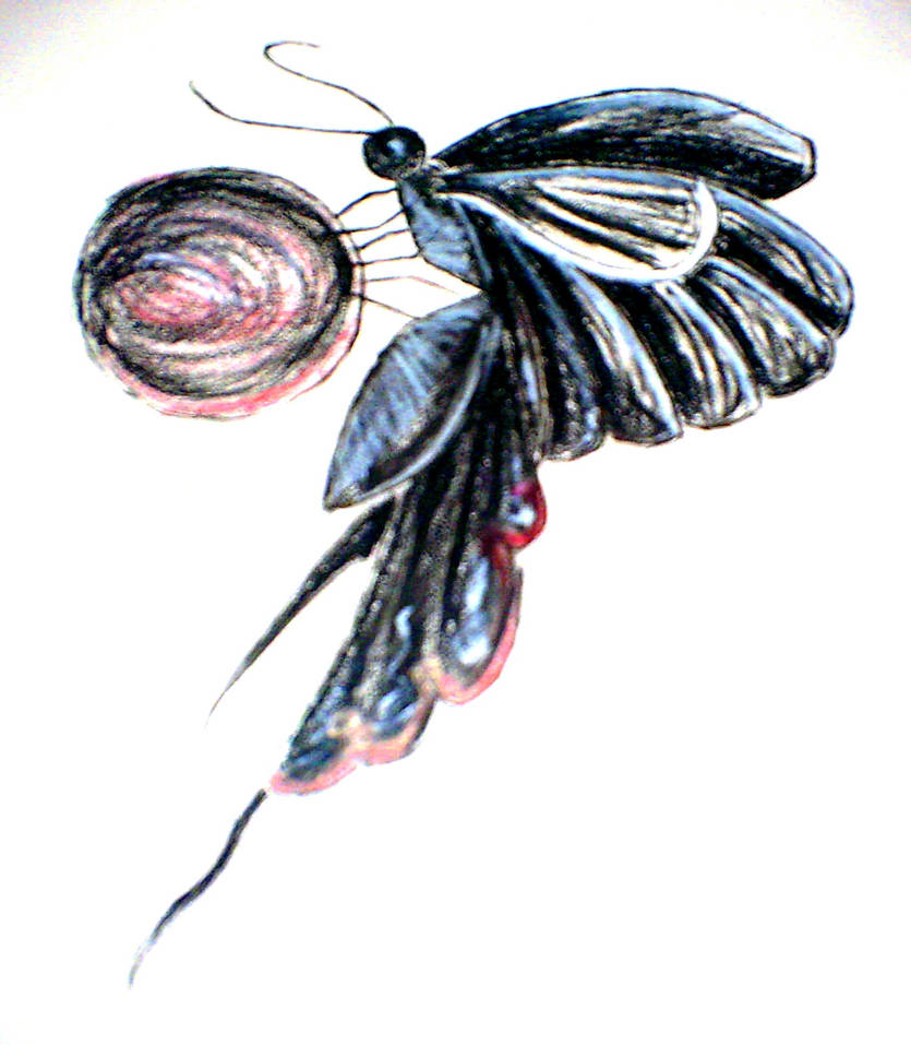 Hell Butterfly by Ello-is-broken on DeviantArt
