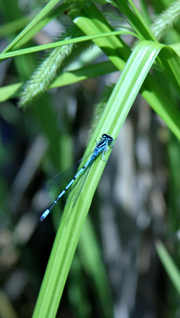 blue dragonfly