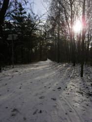 The forest in Prague