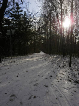 The forest in Prague