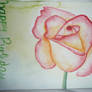 Yellow and pink rose