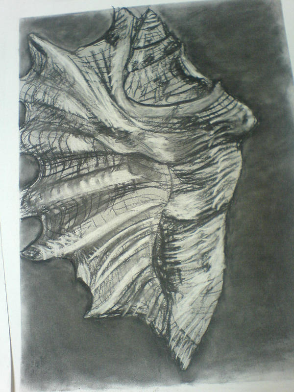 Shell Traceart Shell by imsafe on DeviantArt