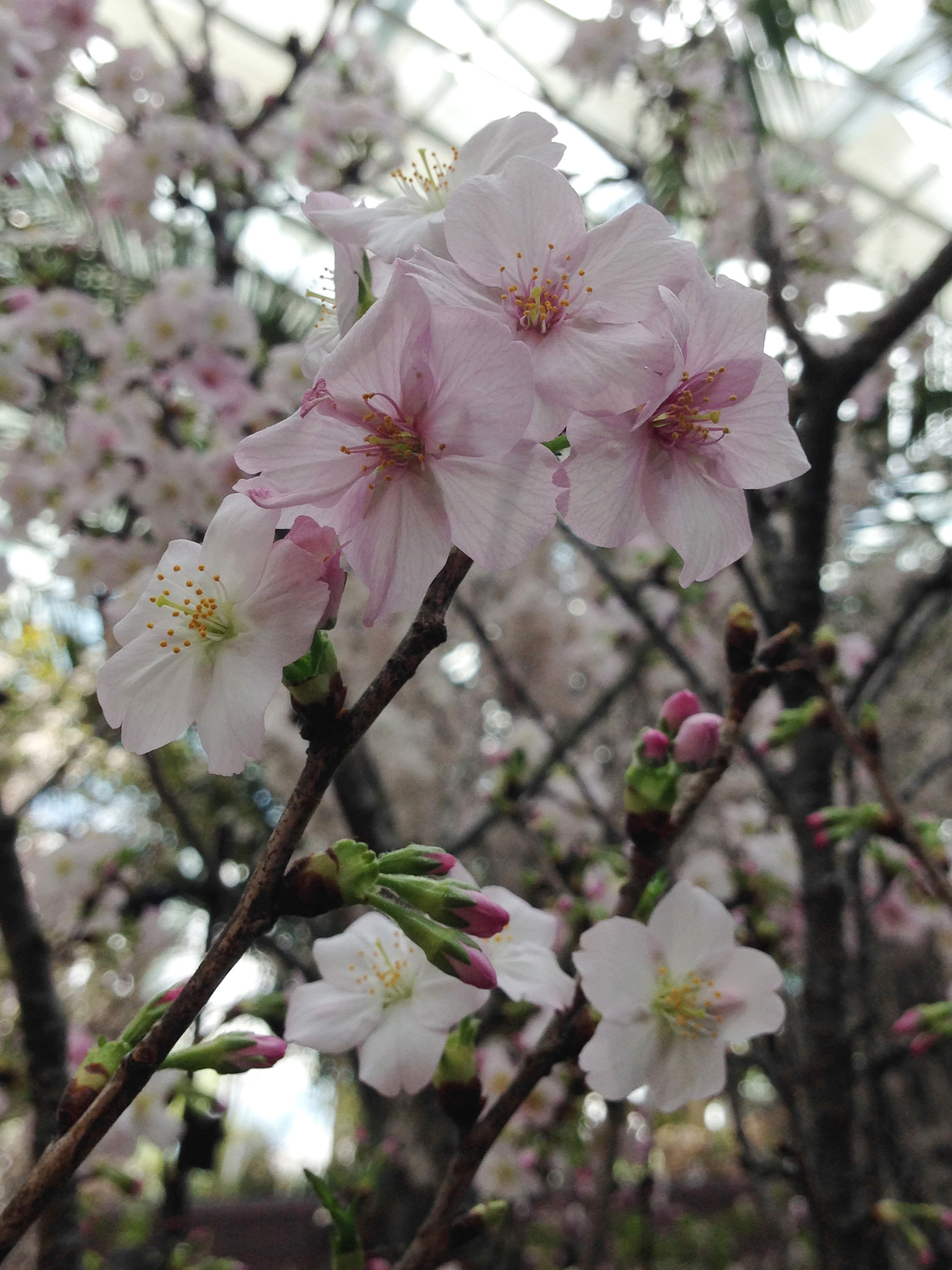 Blossom Bliss