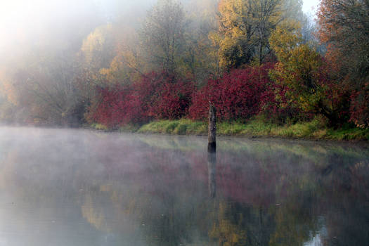 Autumn Fog