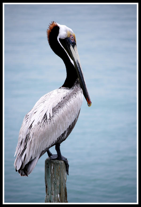 Pelican color by nightowl on DeviantArt