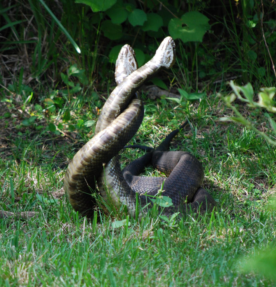 Mating Water Moccasins