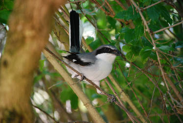 bird tampa aquarium