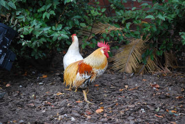 Rooster ckicken bird tampa ybor city 2