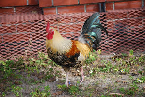 Rooster ckicken bird tampa ybor city 5