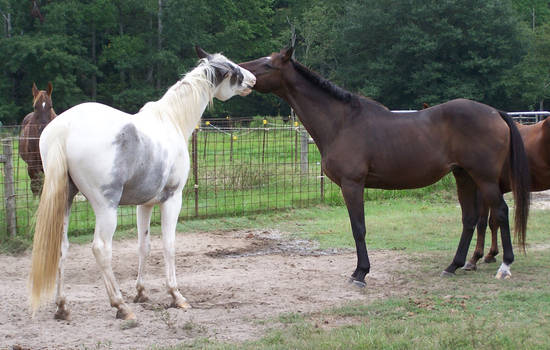 Horses Biting