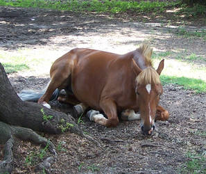 Sleepy Pony