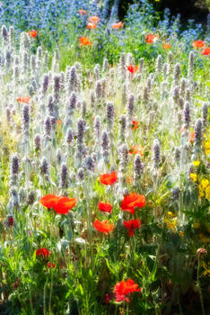 Summer Flowers