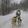 Dog Sledding