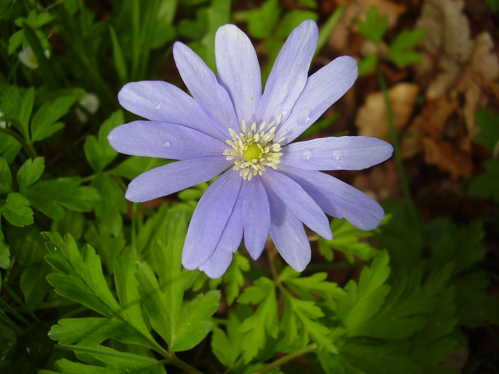 Mauve by denvish on DeviantArt