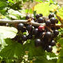 Blackcurrants