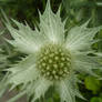 Sea Thistle