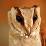 owl, ugly or pretty?