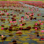 World Biggest Lotus Lake