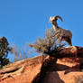 Wild Goat