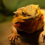 Bearded Dragon II