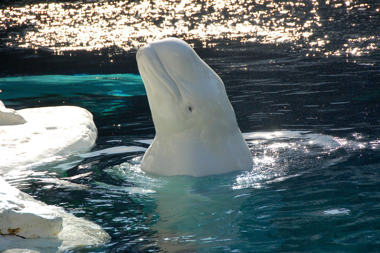 Beautiful white beluga