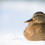 Sitting Duck 2