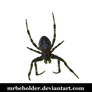 Evil spider