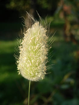 Transience of plants